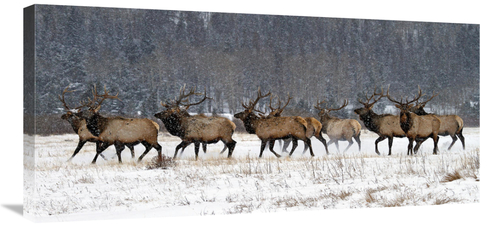 Global Gallery GCS-486576-36-142 36 in. Running in the Snow Art Print 