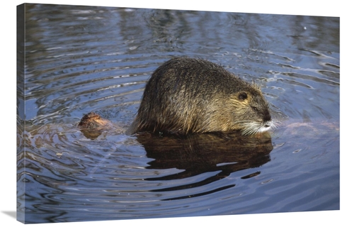 Global Gallery GCS-452489-2436-142 24 x 36 in. Nutria Standing on Log 