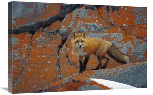 Global Gallery GCS-452500-2030-142 20 x 30 in. Red Fox on Rocks with O