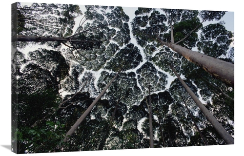 Global Gallery GCS-450737-2436-142 24 x 36 in. Kapur Trees Showing Cro