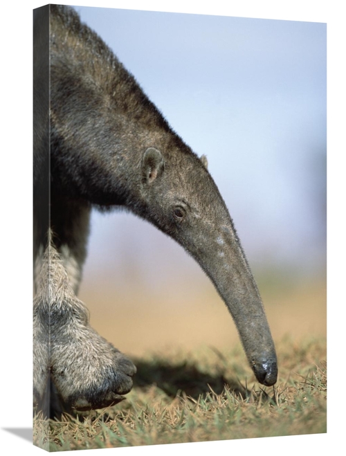 Global Gallery GCS-451578-1624-142 16 x 24 in. Giant Anteater Foraging