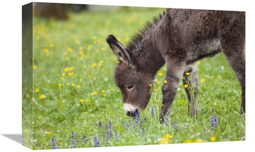 Global Gallery GCS-398476-1218-142 12 x 18 in. Donkey Foal Grazing&#44