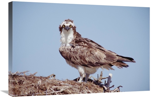 Global Gallery GCS-396431-2030-142 20 x 30 in. Osprey Adult Perching o