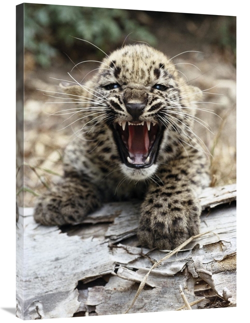 Global Gallery GCS-450817-36-142 36 in. Persian Leopard Cub Snarling&#