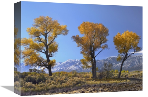 Global Gallery GCS-452080-1216-142 12 x 16 in. Cottonwood Trees, F