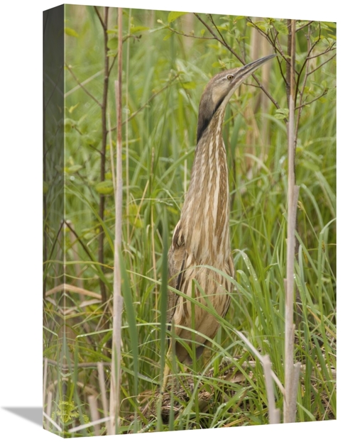 Global Gallery GCS-397360-1218-142 12 x 18 in. American Bittern, M