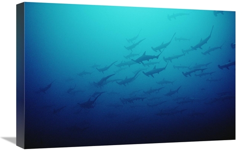 Global Gallery GCS-450746-1624-142 16 x 24 in. Scalloped Hammerhead Sh