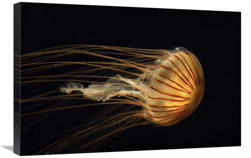 Global Gallery GCS-397710-2030-142 20 x 30 in. Northern Sea Nettle Jel