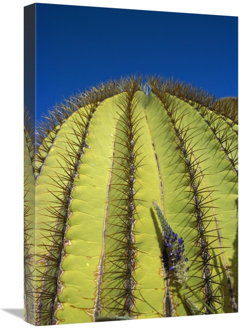 Global Gallery GCS-395667-1624-142 16 x 24 in. Giant Barrel Cactus Det