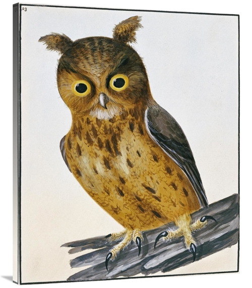 Global Gallery GCS-266769-40-142 40 in. Owl Art Print - William Lewin