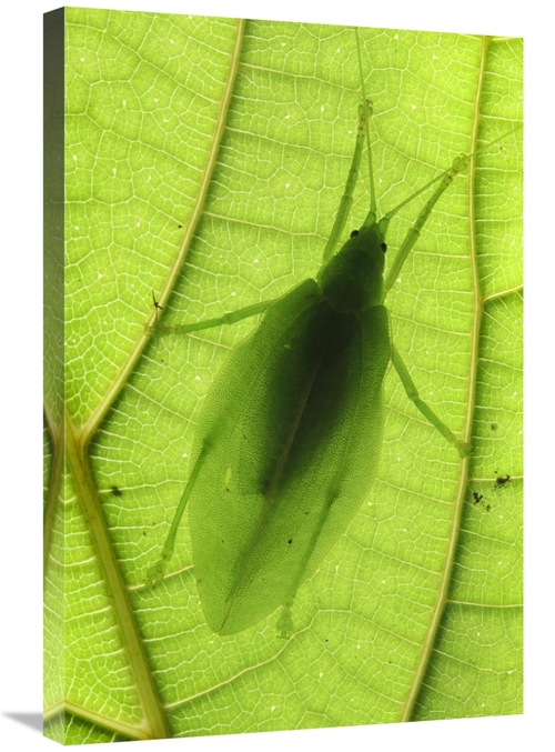 Global Gallery GCS-397554-2030-142 20 x 30 in. Katydid Camouflaged on 