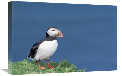 Global Gallery GCS-451570-1624-142 16 x 24 in. Atlantic Puffin Showing