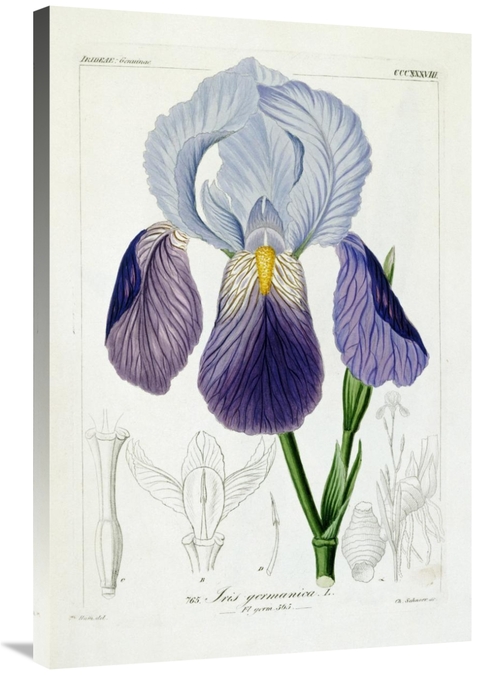 Global Gallery GCS-267097-36-142 36 in. Bearded Iris Art Print - H.G.L
