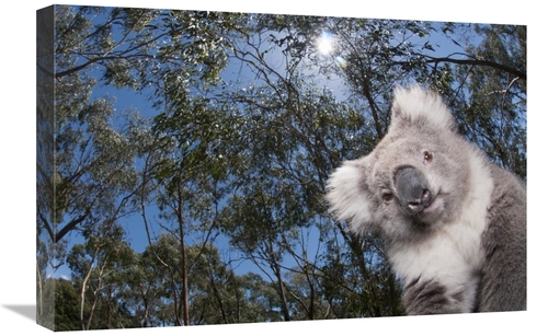 Global Gallery GCS-395607-1624-142 16 x 24 in. Koala in Gum Tree Fores