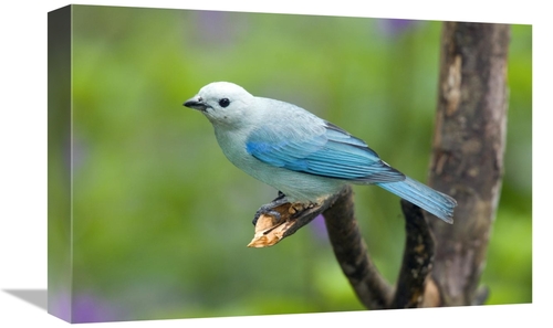 Global Gallery GCS-397284-1218-142 12 x 18 in. Blue-Gray Tanager Male&