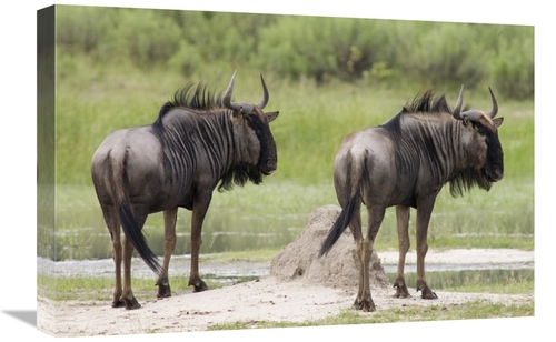 Global Gallery GCS-395406-1624-142 16 x 24 in. Blue Wildebeest Pair&#4