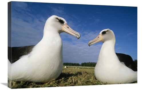 20 x 30 in. Laysan Albatross Pair At Colony Periphery, Midway Atol