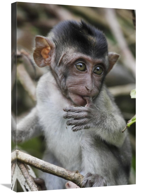 20 x 30 in. Long-Tailed Macaque Baby, Saba, Malaysia Art Print