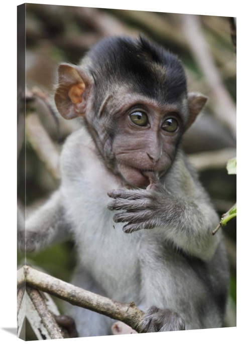 Global Gallery GCS-397704-2436-142 24 x 36 in. Long-Tailed Macaque Bab