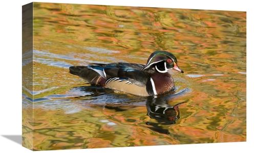 Global Gallery GCS-397399-1218-142 12 x 18 in. Wood Duck Male in Breed