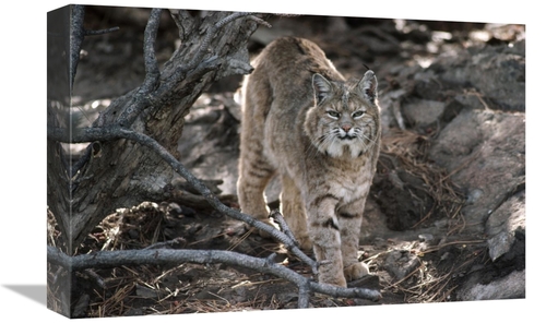 Global Gallery GCS-451957-1218-142 12 x 18 in. Bobcat Adult Portrait&#