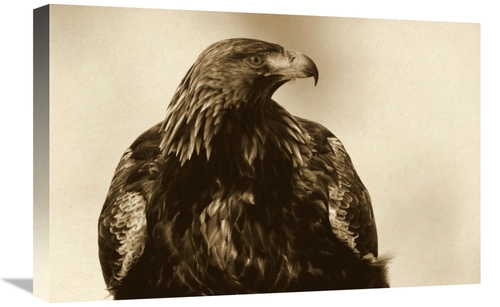 Global Gallery GCS-398052-1624-142 16 x 24 in. Golden Eagle Portrait&#
