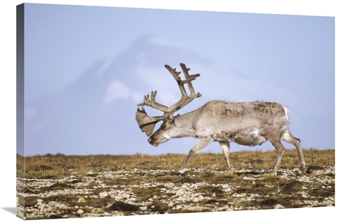 Global Gallery GCS-451305-2436-142 24 x 36 in. Svalbard Reindeer Bull 