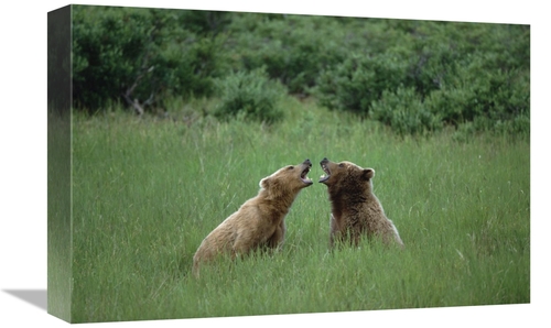 Global Gallery GCS-452535-1218-142 12 x 18 in. Grizzly Bears Sparring&