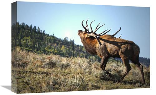 Global Gallery GCS-486514-22-142 22 in. The Bull Challenger Art Print 