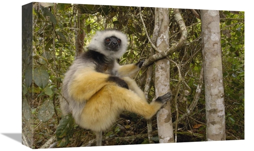 Global Gallery GCS-453029-1218-142 12 x 18 in. Diademed Sifaka, Ma
