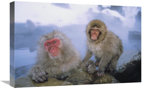 Global Gallery GCS-452434-1624-142 16 x 24 in. Japanese Macaques Soaki