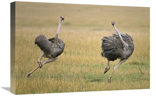 Global Gallery GCS-395352-1624-142 16 x 24 in. Ostrich Female Chasing 