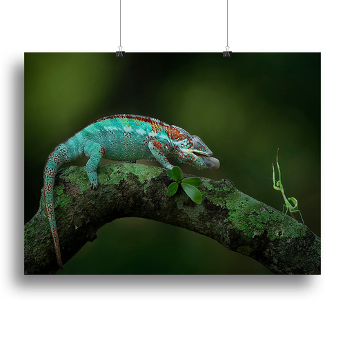 Chamelon Catching Its Prey Canvas Print or Poster