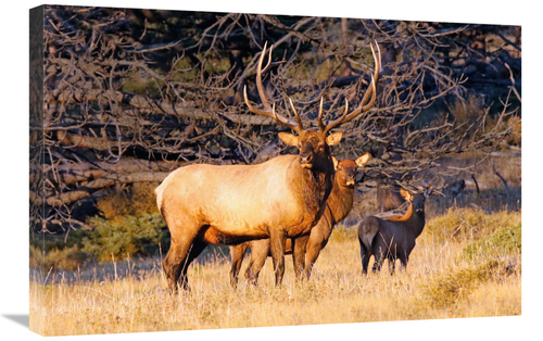 Global Gallery GCS-486543-30-142 30 in. Protection Art Print - Vic Sch