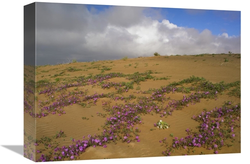 Global Gallery GCS-396407-1216-142 12 x 16 in. Sand Verbena Growing