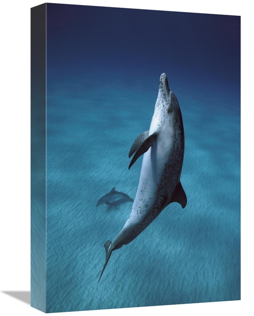 Global Gallery GCS-397736-1218-142 12 x 18 in. Atlantic Spotted Dolphi