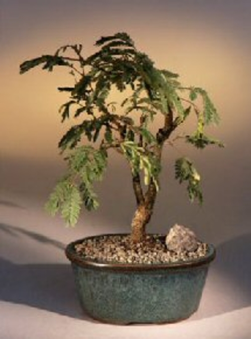 Flowering Mimosa Bonsai Tree(leucaena glauca)