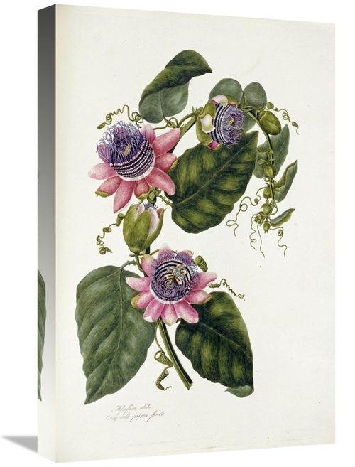 Global Gallery GCS-268231-22-142 22 in. Passion Flowers Art Print - Ma