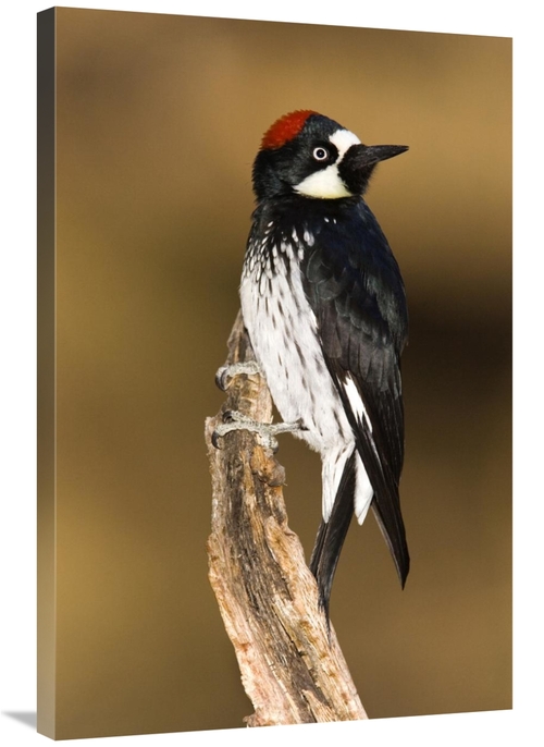 Global Gallery GCS-453357-2436-142 24 x 36 in. Acorn Woodpecker Female