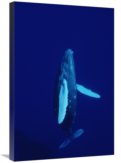 Global Gallery GCS-450790-2030-142 20 x 30 in. Humpback Whale Curious 