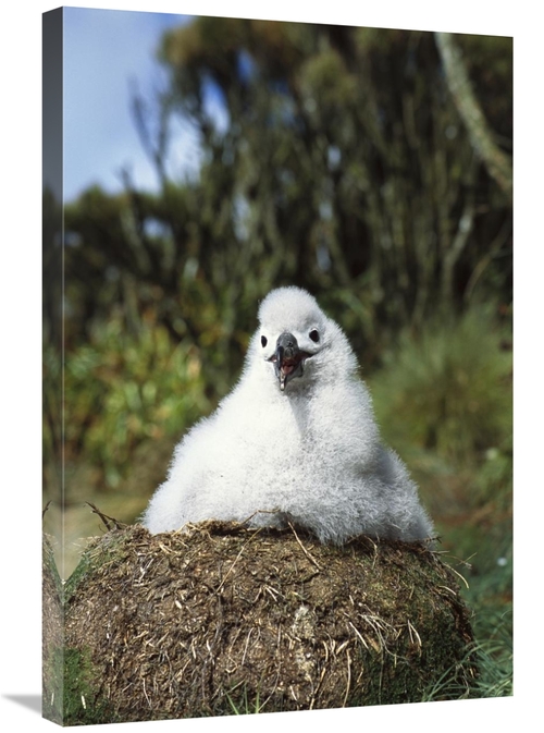 Global Gallery GCS-451612-2030-142 20 x 30 in. Campbell Albatross Two 