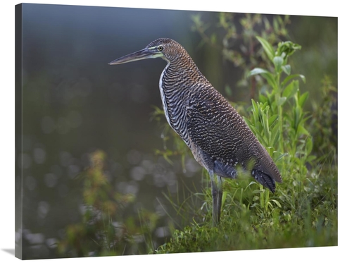 Global Gallery GCS-396234-3040-142 30 x 40 in. Bare-Throated Tiger Her