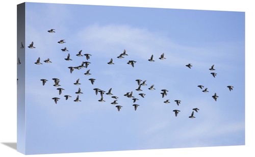Global Gallery GCS-452702-1624-142 16 x 24 in. Little Auk Flock Flying