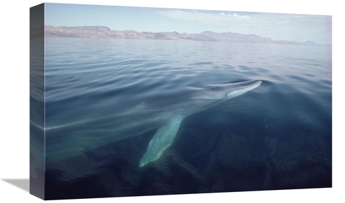 Global Gallery GCS-450569-1218-142 12 x 18 in. Fin Whale Surfacing&#44