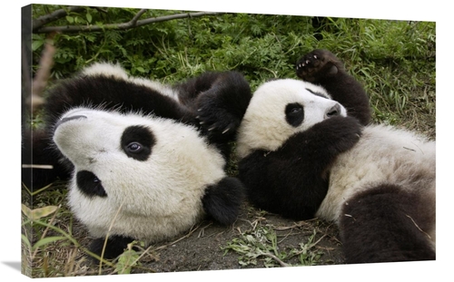 Global Gallery GCS-395890-2436-142 24 x 36 in. Pair of Young Pandas Pl