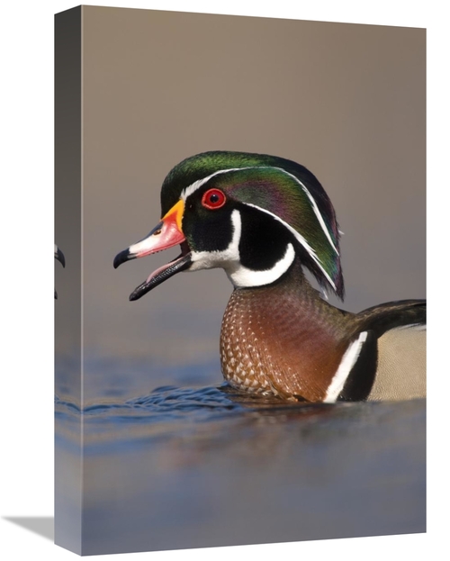 Global Gallery GCS-397371-1218-142 12 x 18 in. Wood Duck Male Calling&
