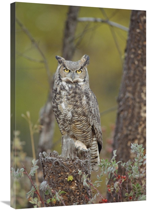 Global Gallery GCS-396429-2436-142 24 x 36 in. Great Horned Owl Adult 