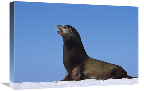 Global Gallery GCS-451837-1624-142 16 x 24 in. Galapagos Sea Lion Male