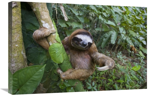 Global Gallery GCS-395845-2030-142 20 x 30 in. Brown-Throated Three-To