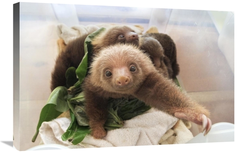 Global Gallery GCS-395796-2030-142 20 x 30 in. Hoffmanns Two-Toed Slot